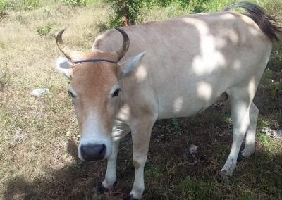 cow11 3
