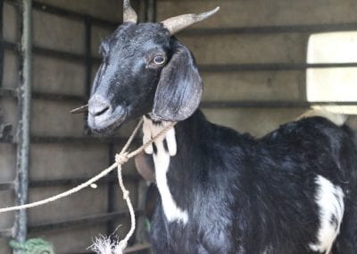 goat1 13