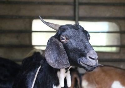 goat1 14