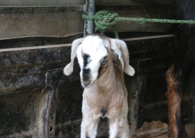 goat1 8