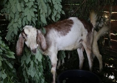 goat2 15