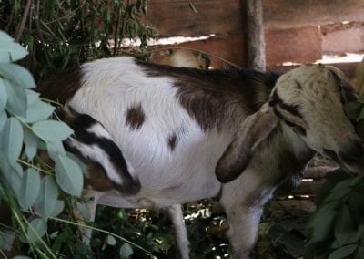 goat2 2