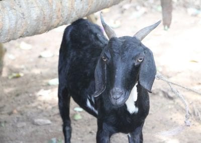 goat2 27